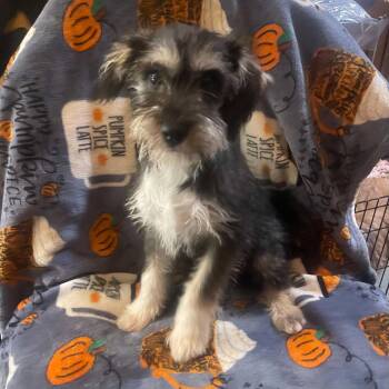 Georgina -  Schnauzer and Poodle Dog for Adoption in Escondido, California - Georgina | PetCurious