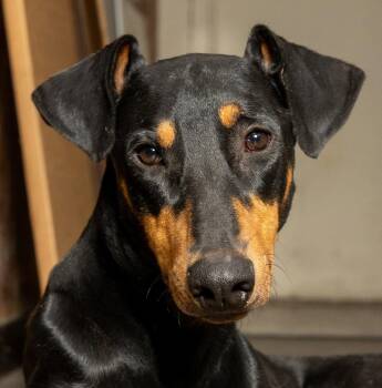 PROFESSOR KNOX -  Doberman Pinscher Dog for Adoption in Franklin, Tennessee - PROFESSOR KNOX | PetCurious