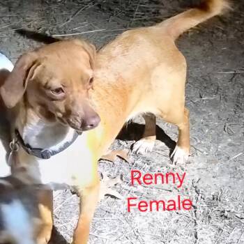 Dachshund Dogs Available for Adoption in West Plains, Missouri - Renny | PetCurious