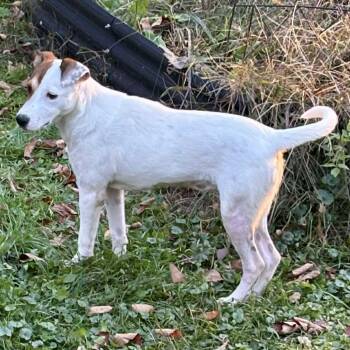 Rescue Terrier Dogs for Adoption in Blacksburg, Virginia - Juniper | PetCurious