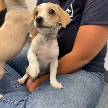 La Brea -  Chihuahua Dog for Adoption in Hawthorne, California - La Brea | PetCurious