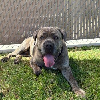 Rocky -  Cane Corso Dog for Adoption in Goleta, California - Rocky | PetCurious