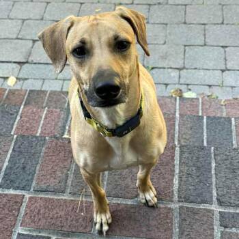 Whippet and Labrador Retriever Dogs Available for Adoption - Pretty Petra | PetCurious