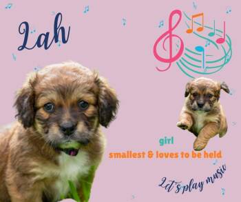 Cocker Spaniel Dogs Available for Adoption in Austin, Texas - Lah | PetCurious