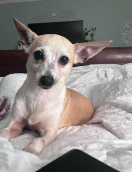 Ginger in TX -  Chihuahua Dog for Adoption in Cranston, Rhode Island - Ginger In TX | PetCurious