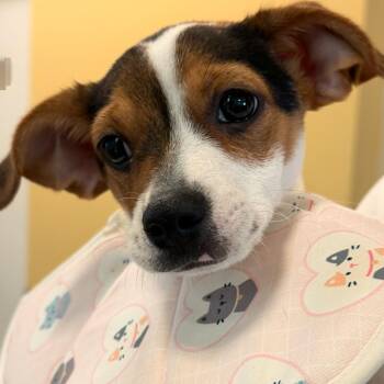 Athena -  Mixed Breed Dog for Adoption - Athena | PetCurious