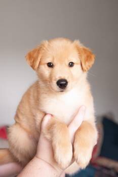 Koda -  Australian Shepherd Dog for Adoption in Franklin, Tennessee - Koda | PetCurious