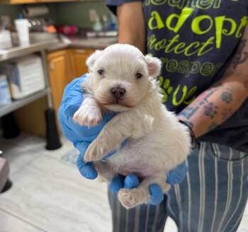 Skeeter (NOT YET AVAILABLE) -  Maltese Dog for Adoption in Benton, Louisiana - Skeeter (NOT YET AVAILABLE) | PetCurious