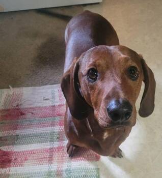 Dachshund Dogs Available for Adoption in Carrollton, Texas - Rusty | PetCurious