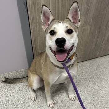 Mixed Breed Dogs Available for Adoption - Carol | PetCurious