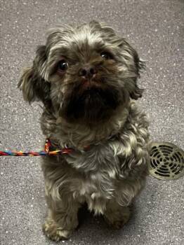 Pekingese and Shih Tzu Dogs Available for Adoption in Tracy, California - MILLER | PetCurious