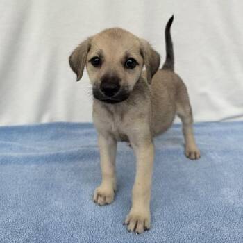 Wonder Pet -  German Shepherd Dog and Mixed Breed Dog for Adoption in Carencro, Louisiana - Wonder Pet | PetCurious