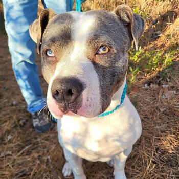 Pit Bull Terrier Dogs Available for Adoption - Philippe | PetCurious