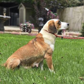 BUTTERMILK -  Beagle and Foxhound Dog for Adoption in Locust Fork, Alabama - BUTTERMILK | PetCurious