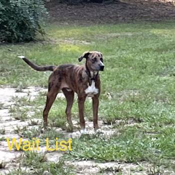 Unknown -  Black Mouth Cur Dog for Adoption in Livingston, Texas - Unknown | PetCurious
