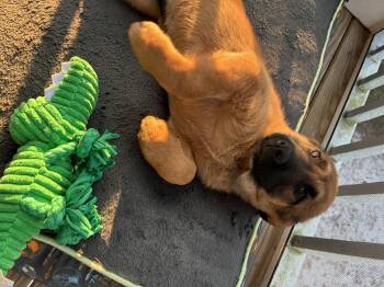 Anatolian Shepherd Dogs Available for Adoption - Clyde  | PetCurious