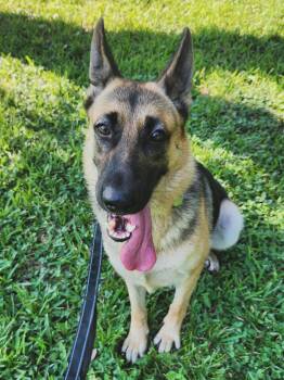 Rescue German Shepherd Dog Dogs for Adoption in Houston, Texas - Rose | PetCurious