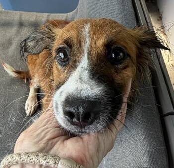 Jasmine -  Australian Shepherd and Spaniel Dog for Adoption in Washington, District Of Columbia - Jasmine | PetCurious