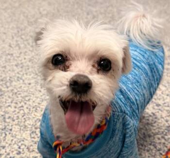 Maltese Dogs Available for Adoption - Freeway | PetCurious