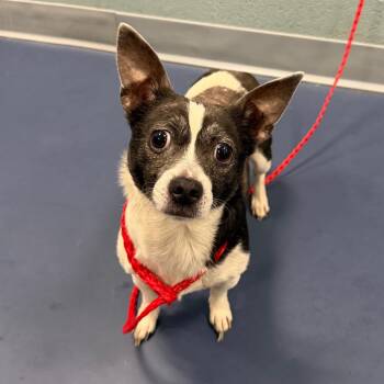 Chihuahua Dogs Available for Adoption in Greensboro, North Carolina - FLOW | PetCurious