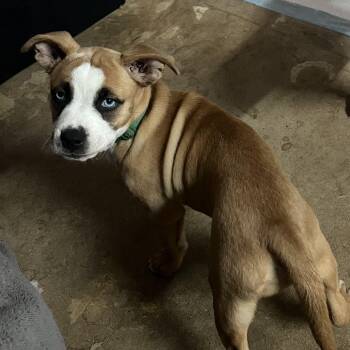 Zoey -  Mixed Breed Dog for Adoption in Madison, Wisconsin - Zoey | PetCurious