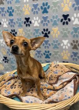 CHIQUITA -  Chihuahua Dog for Adoption in Rosenberg, Texas - CHIQUITA | PetCurious