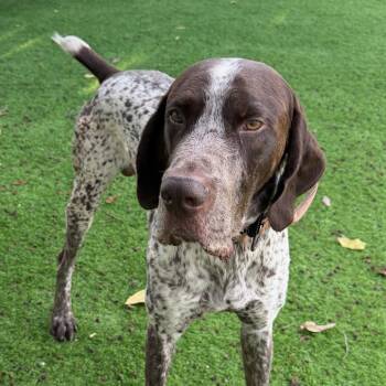 Trailmix -  German Shorthaired Pointer Dog for Adoption in Lakewood Ranch, Florida - Trailmix | PetCurious