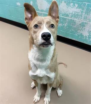 Mirage -  Mixed Breed Dog for Adoption in Nashville, Tennessee - Mirage | PetCurious