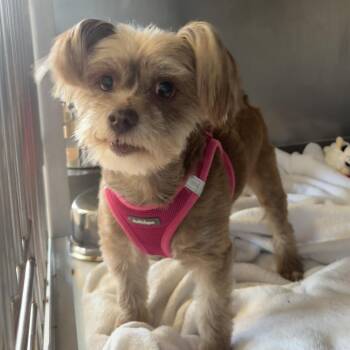 Yorkshire Terrier Dogs Available for Adoption in Saint Charles, Missouri - Foxy | PetCurious