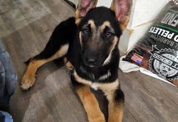 German Shepherd Dog Dogs Available for Adoption - Dally | PetCurious