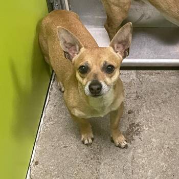 Chihuahua and Mixed Breed Dogs Available for Adoption in Spokane, Washington - Thurston Howell III (no Collar) | PetCurious