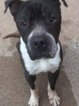 Sarge -  Shar Pei and American Bully Dog for Adoption in Manhattan, Kansas - Sarge | PetCurious