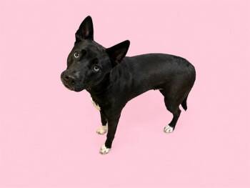 HARPER -  Siberian Husky and Labrador Retriever Dog for Adoption in Doral, Florida - HARPER | PetCurious