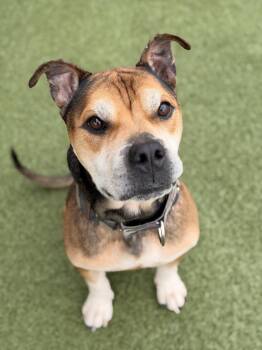 Pit Bull Terrier Dogs Available for Adoption in Mt. Juliet, Tennessee - Clutch | PetCurious