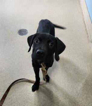 JOURNEY -  Labrador Retriever and Mixed Breed Dog for Adoption in Newton, North Carolina - JOURNEY | PetCurious