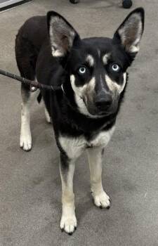 Siberian Husky and Mixed Breed Dogs Available for Adoption - SCARLET | PetCurious