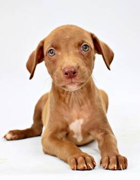 Macarena -  Mastiff and Mixed Breed Dog for Adoption in Morton Grove, Illinois - Macarena | PetCurious