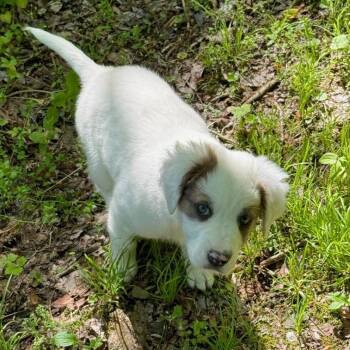Mixed Breed Dogs Available for Adoption in Waynesville, North Carolina - Froglet | PetCurious