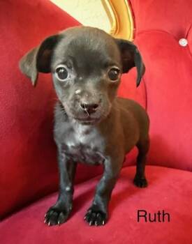 Chihuahua Dogs Available for Adoption - Ruth | PetCurious