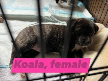 Pit Bull Terrier Dogs Available for Adoption - Koala | PetCurious