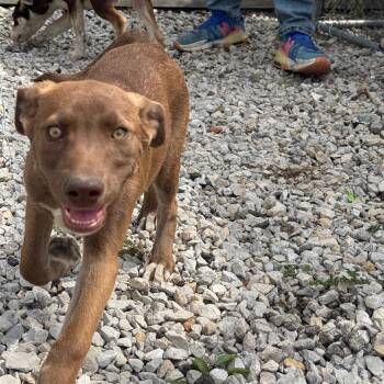 Rescue Mixed Breed Dogs for Adoption in Tipton, Iowa - Brownie | PetCurious