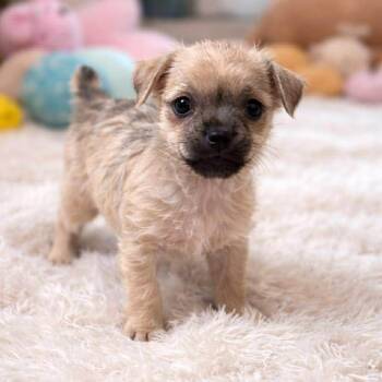 Terrier and Shih Tzu Dogs Available for Adoption - Luma  | PetCurious