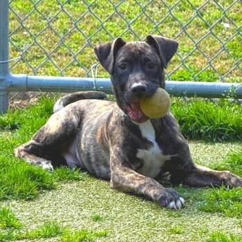 Pit Bull Terrier Dogs Available for Adoption - Jensen | PetCurious