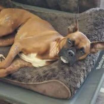 Faith -  Boxer Dog for Adoption in Cullman, Alabama - Faith | PetCurious
