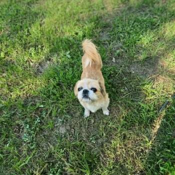 Penelope Marie -  Shih Tzu and Mixed Breed Dog for Adoption in Houston, Texas - Penelope Marie | PetCurious