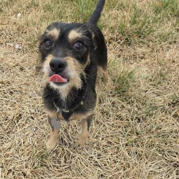 Terrier Dogs Available for Adoption in Loveland, Colorado - BEAU | PetCurious