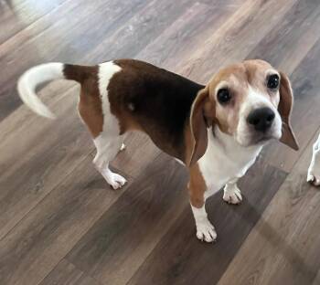 Salley -  Beagle Dog for Adoption in Kettering, Ohio - Salley | PetCurious