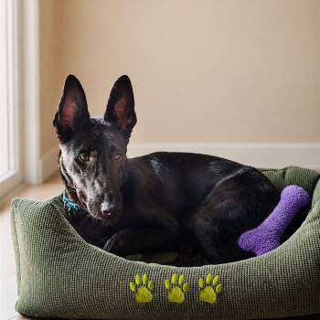 Timmy -  Belgian Shepherd Malinois and Dutch Shepherd Dog for Adoption in Los Angeles, California - Timmy | PetCurious