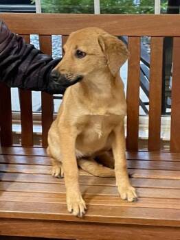 Rescue Labrador Retriever Dogs for Adoption in Cairo, Georgia - Dallas & Dara | PetCurious