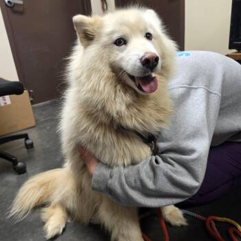 Buffy -  Husky and Samoyed Dog for Adoption in Springfield, Missouri - Buffy | PetCurious